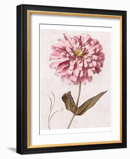 Pink Zinnia II-Christine Zalewski-Framed Art Print