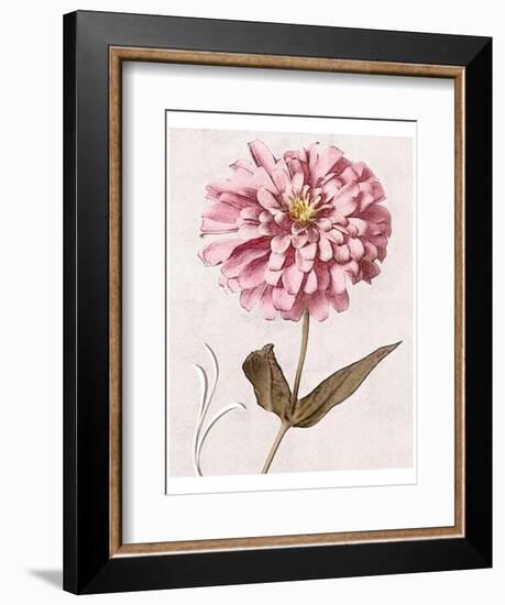 Pink Zinnia II-Christine Zalewski-Framed Art Print