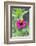 Pink Zinnia, Usa-Lisa S. Engelbrecht-Framed Photographic Print