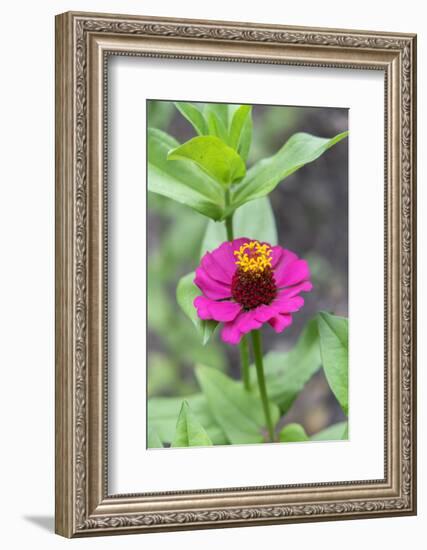 Pink Zinnia, Usa-Lisa S. Engelbrecht-Framed Photographic Print