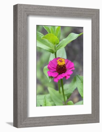 Pink Zinnia, Usa-Lisa S. Engelbrecht-Framed Photographic Print