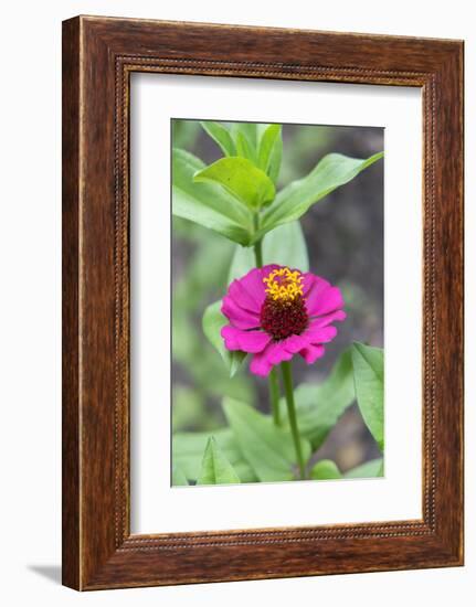 Pink Zinnia, Usa-Lisa S. Engelbrecht-Framed Photographic Print