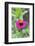 Pink Zinnia, Usa-Lisa S. Engelbrecht-Framed Photographic Print