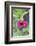 Pink Zinnia, Usa-Lisa S. Engelbrecht-Framed Photographic Print