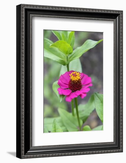 Pink Zinnia, Usa-Lisa S. Engelbrecht-Framed Photographic Print