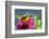 Pink zinnia, USA.-Lisa Engelbrecht-Framed Photographic Print