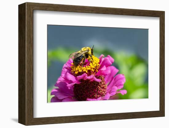 Pink zinnia, USA.-Lisa Engelbrecht-Framed Photographic Print