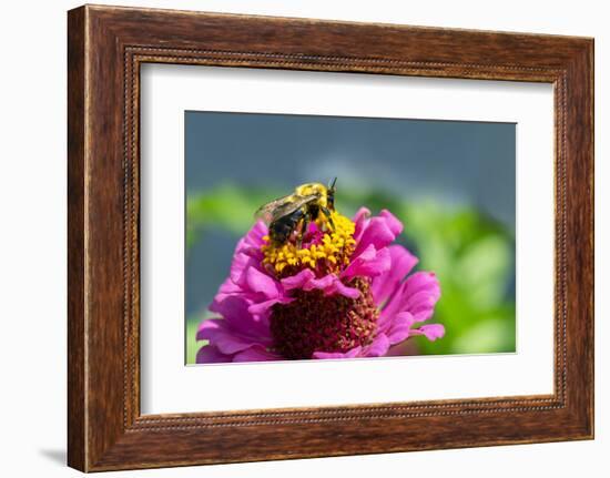 Pink zinnia, USA.-Lisa Engelbrecht-Framed Photographic Print