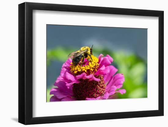 Pink zinnia, USA.-Lisa Engelbrecht-Framed Photographic Print