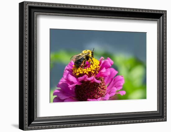 Pink zinnia, USA.-Lisa Engelbrecht-Framed Photographic Print