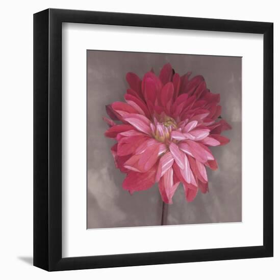 Pink Zinnia-Erin Clark-Framed Art Print