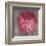 Pink Zinnia-Erin Clark-Framed Art Print