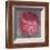 Pink Zinnia-Erin Clark-Framed Art Print