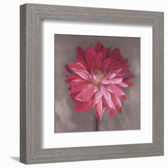 Pink Zinnia-Erin Clark-Framed Art Print