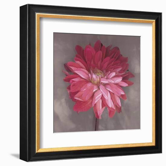 Pink Zinnia-Erin Clark-Framed Art Print