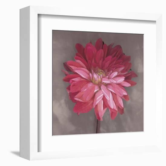 Pink Zinnia-Erin Clark-Framed Art Print