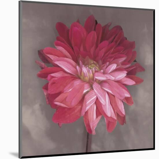 Pink Zinnia-Erin Clark-Mounted Art Print