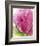 Pink-Dawn Derman-Framed Art Print