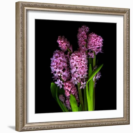 Pinkalicious  Hyacynths-Magda Indigo-Framed Photographic Print