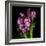 Pinkalicious  Hyacynths-Magda Indigo-Framed Photographic Print