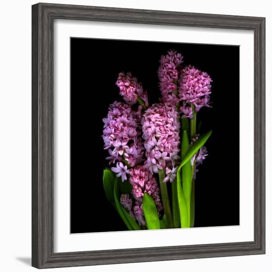 Pinkalicious  Hyacynths-Magda Indigo-Framed Photographic Print