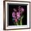 Pinkalicious  Hyacynths-Magda Indigo-Framed Photographic Print