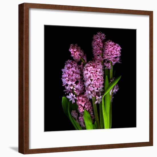 Pinkalicious  Hyacynths-Magda Indigo-Framed Photographic Print