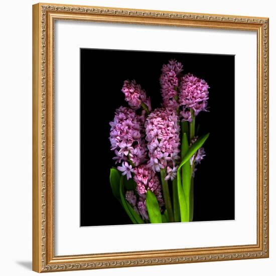 Pinkalicious  Hyacynths-Magda Indigo-Framed Photographic Print