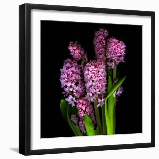 Pinkalicious  Hyacynths-Magda Indigo-Framed Photographic Print
