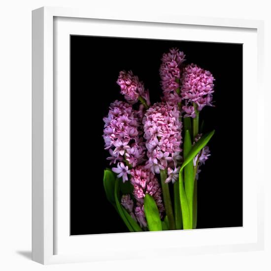 Pinkalicious  Hyacynths-Magda Indigo-Framed Photographic Print