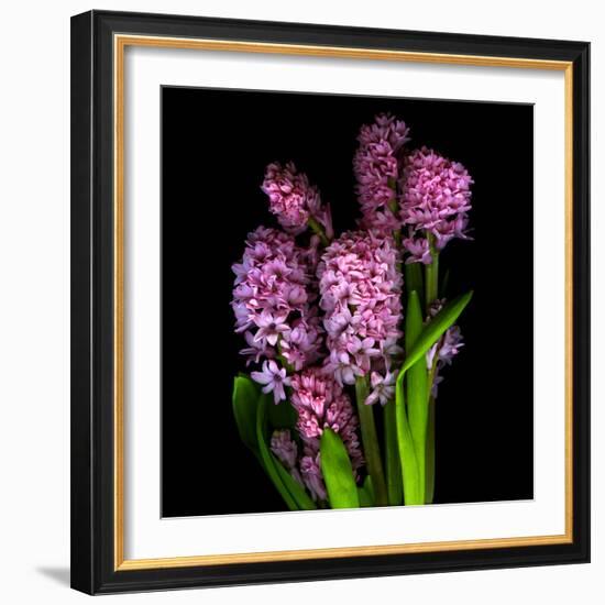 Pinkalicious  Hyacynths-Magda Indigo-Framed Photographic Print