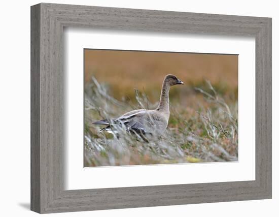 Pinkfooted goose on burnt heather moorland, Scotland-Laurie Campbell-Framed Photographic Print