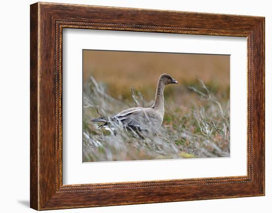 Pinkfooted goose on burnt heather moorland, Scotland-Laurie Campbell-Framed Photographic Print