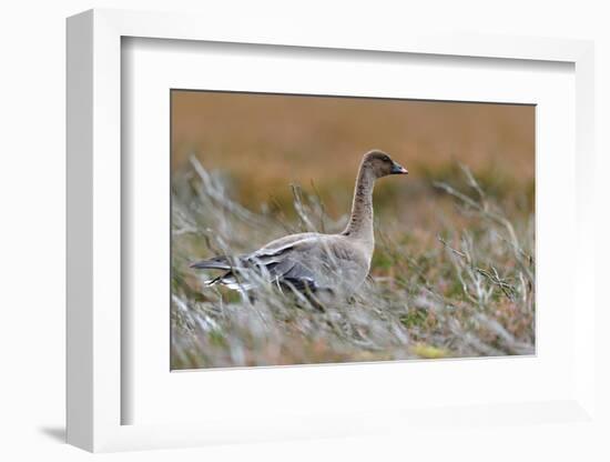 Pinkfooted goose on burnt heather moorland, Scotland-Laurie Campbell-Framed Photographic Print