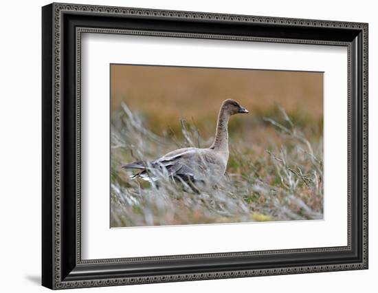 Pinkfooted goose on burnt heather moorland, Scotland-Laurie Campbell-Framed Photographic Print