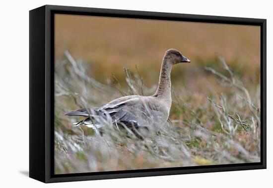 Pinkfooted goose on burnt heather moorland, Scotland-Laurie Campbell-Framed Premier Image Canvas