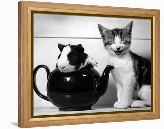 Pinkie the Guinea Pig and Perky the Kitten Tottenahm London, September 1978-null-Framed Premier Image Canvas