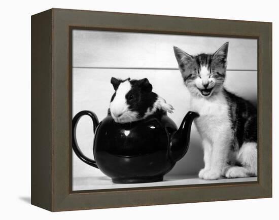 Pinkie the Guinea Pig and Perky the Kitten Tottenahm London, September 1978-null-Framed Premier Image Canvas