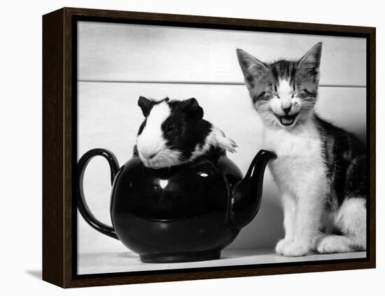 Pinkie the Guinea Pig and Perky the Kitten Tottenahm London, September 1978-null-Framed Premier Image Canvas