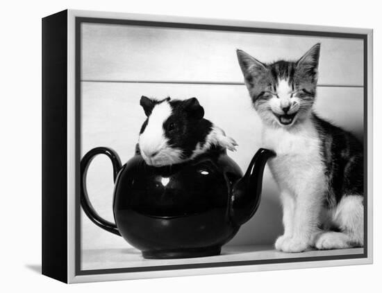 Pinkie the Guinea Pig and Perky the Kitten Tottenahm London, September 1978-null-Framed Premier Image Canvas