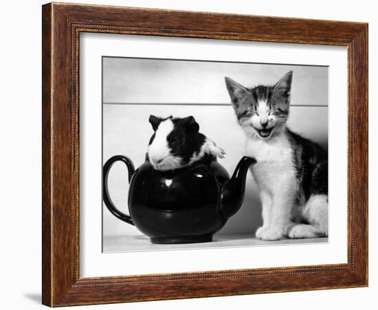 Pinkie the Guinea Pig and Perky the Kitten Tottenahm London, September 1978-null-Framed Photographic Print