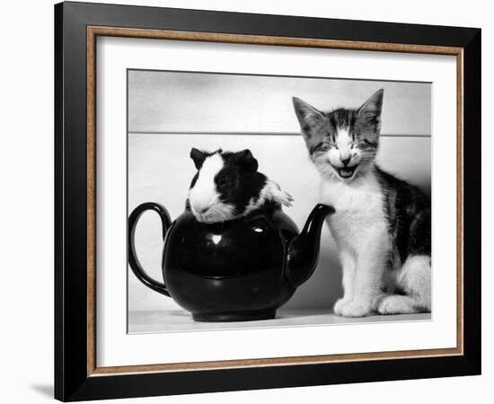 Pinkie the Guinea Pig and Perky the Kitten Tottenahm London, September 1978-null-Framed Photographic Print