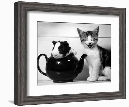 Pinkie the Guinea Pig and Perky the Kitten Tottenahm London, September 1978-null-Framed Photographic Print