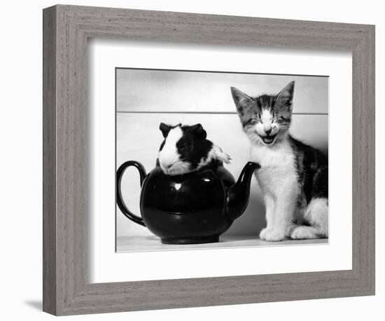 Pinkie the Guinea Pig and Perky the Kitten Tottenahm London, September 1978-null-Framed Photographic Print