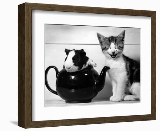 Pinkie the Guinea Pig and Perky the Kitten Tottenahm London, September 1978--Framed Photographic Print