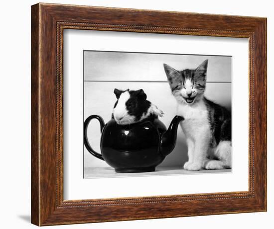 Pinkie the Guinea Pig and Perky the Kitten Tottenahm London, September 1978--Framed Photographic Print