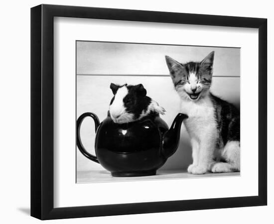 Pinkie the Guinea Pig and Perky the Kitten Tottenahm London, September 1978--Framed Photographic Print