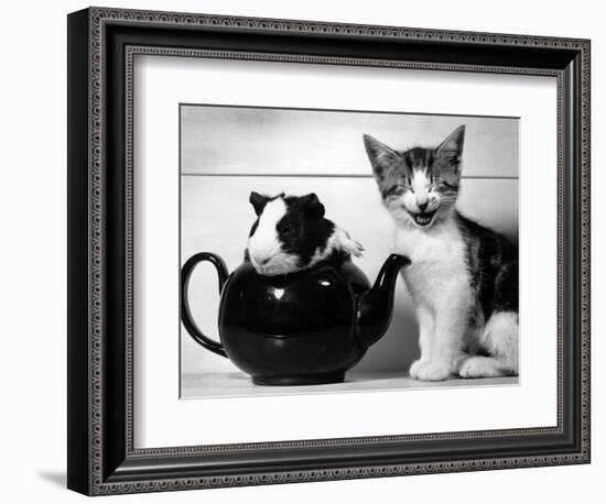 Pinkie the Guinea Pig and Perky the Kitten Tottenahm London, September 1978--Framed Photographic Print