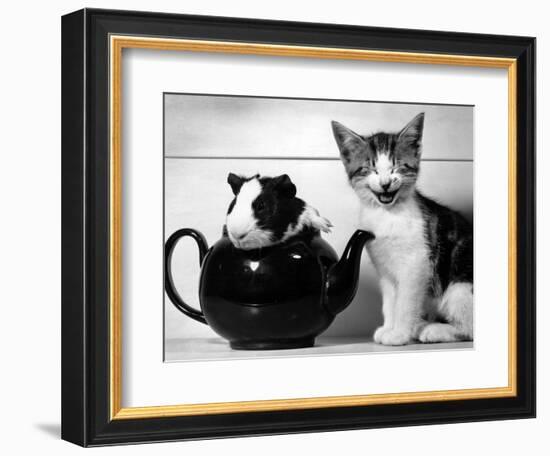 Pinkie the Guinea Pig and Perky the Kitten Tottenahm London, September 1978--Framed Photographic Print