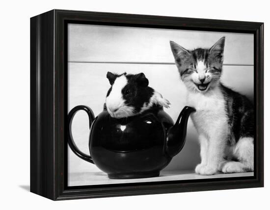 Pinkie the Guinea Pig and Perky the Kitten Tottenahm London, September 1978-null-Framed Premier Image Canvas